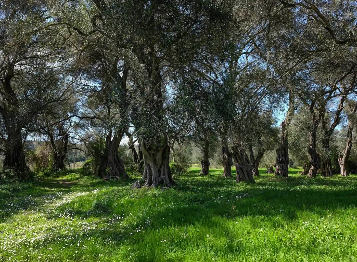 The Corfiot Olive Grove