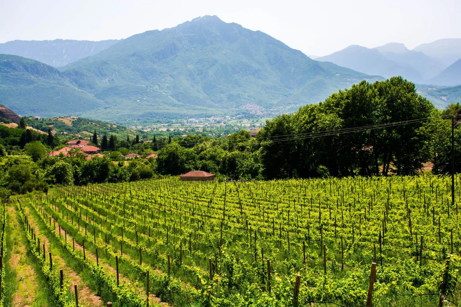 Wine Production in Corfu