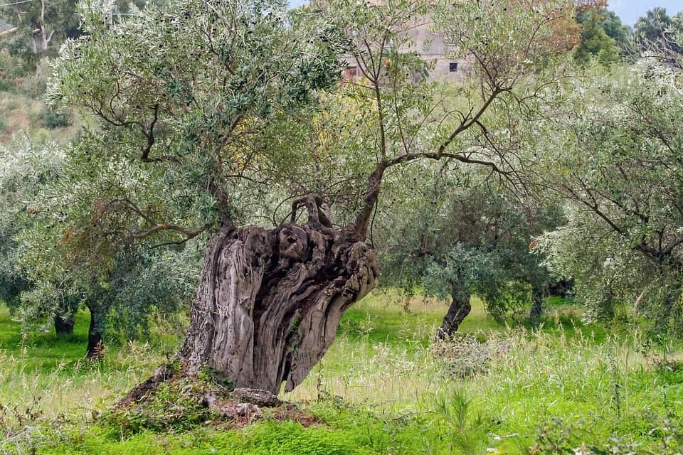 Olive Grove Wonders: Exploring Corfu’s Ancient Trees