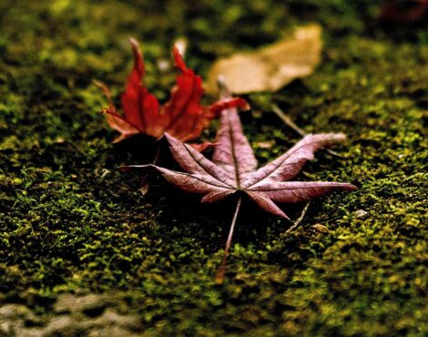 Autumn Light in Corfu: Vineyards, Chestnuts and Quiet Paths