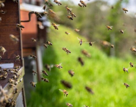 Corfu’s Beekeeping Tradition