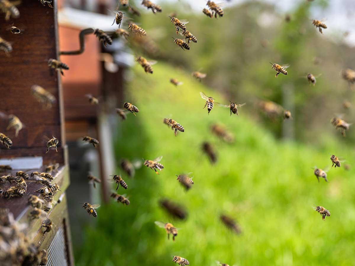 Corfu's Beekeeping Tradition