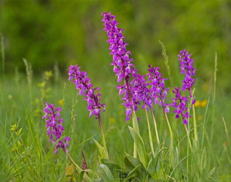 Corfu’s Wild Orchids