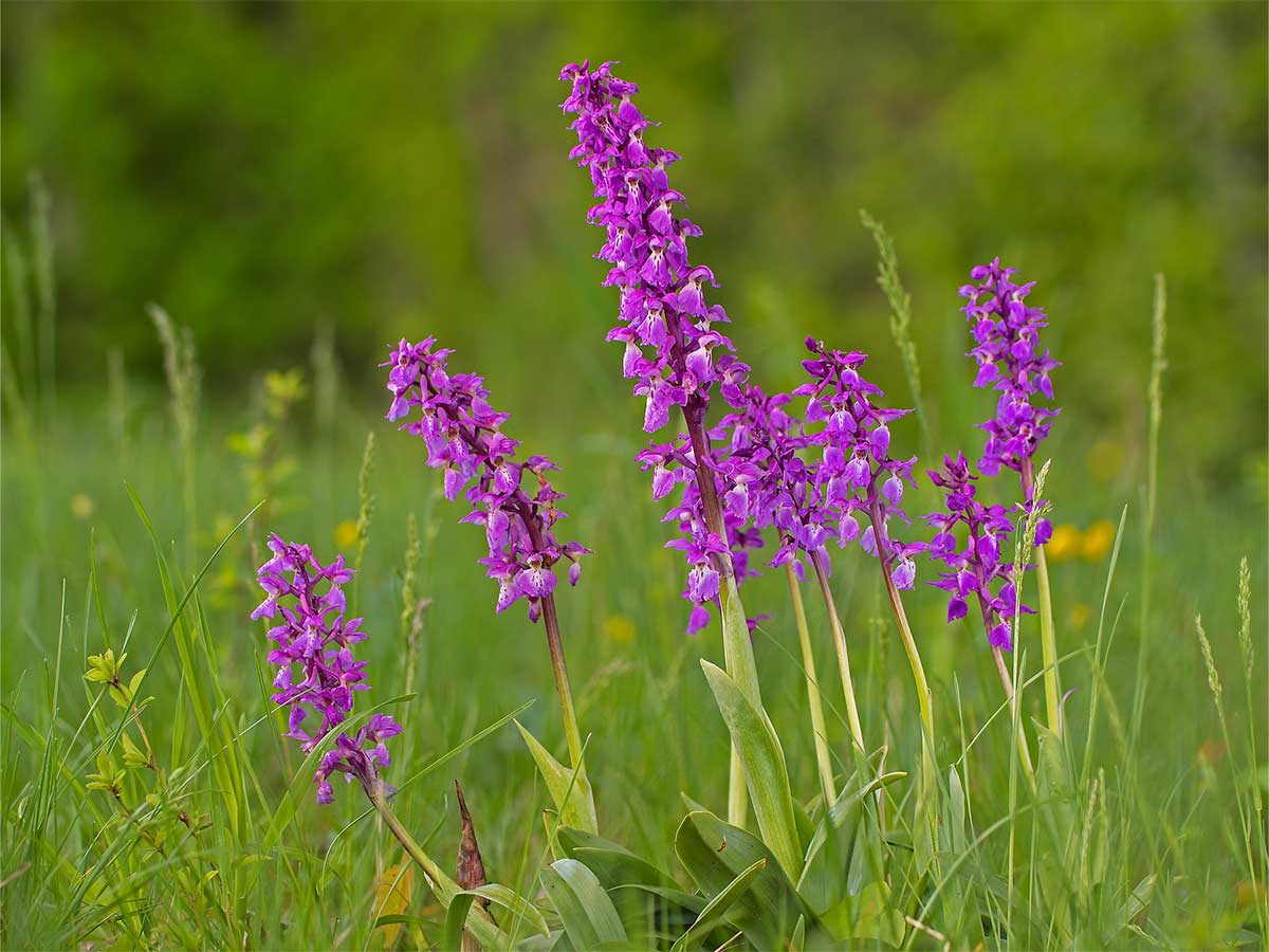 Corfu's Wild Orchids