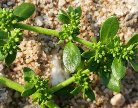 Herbs of the Ionian, Healing Plants and Local Remedies