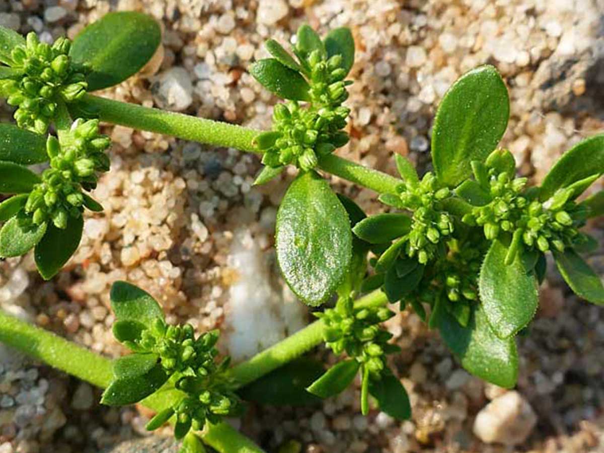 Herbs of the Ionian, Healing Plants and Local Remedies