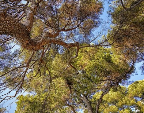 Sustainable Tourism in Corfu