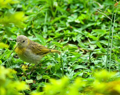 Birdwatching Paradise – Corfu’s Winter Migration