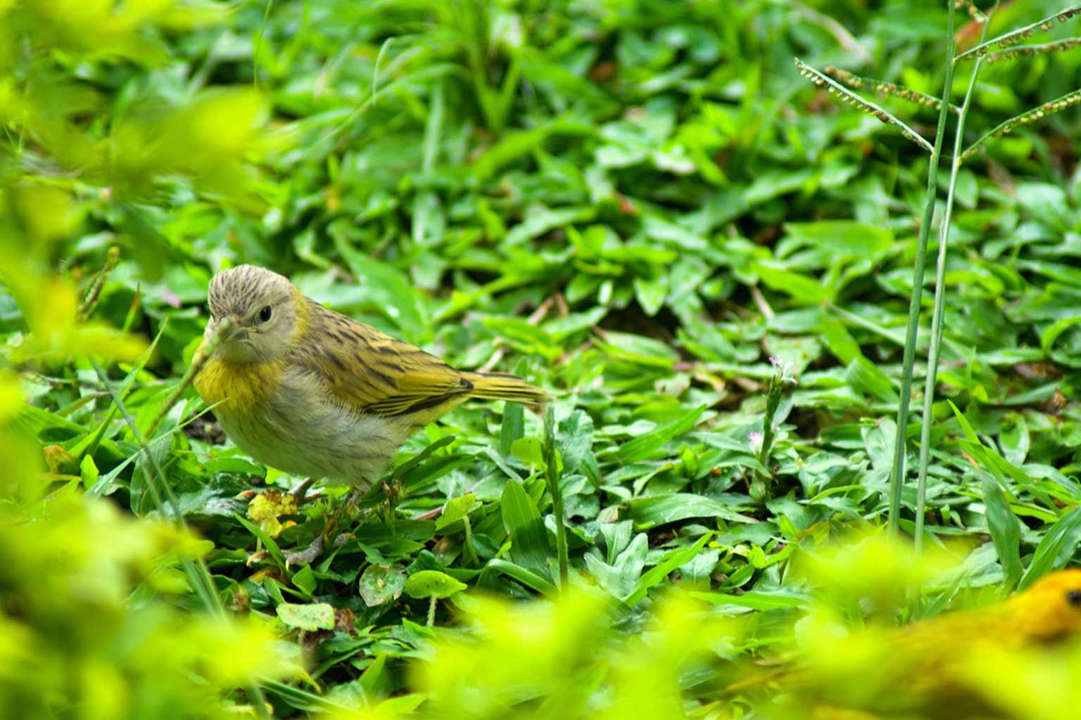 Birdwatching Paradise – Corfu’s Winter Migration