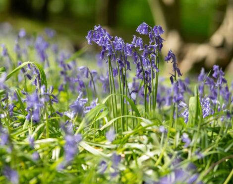 April Wildflowers: Corfu’s Countryside at Peak Botanical Beauty