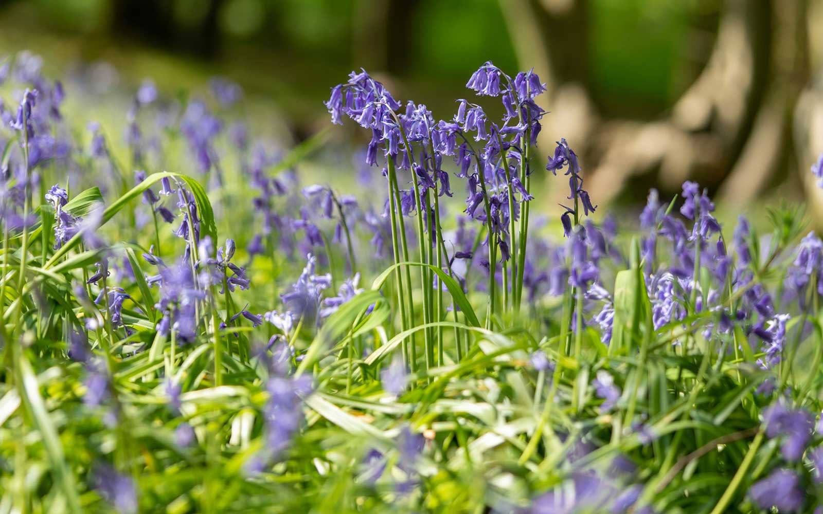 April Wildflowers: Corfu’s Countryside at Peak Botanical Beauty