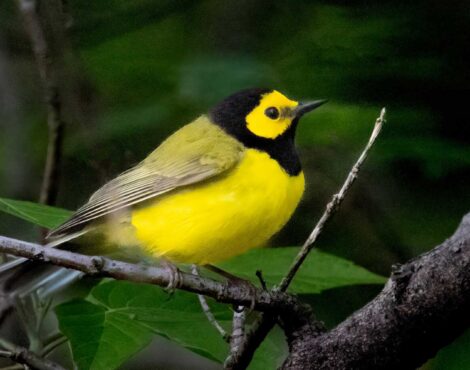 Spring Birdwatching in April: Migration Season Peaks Over Corfu