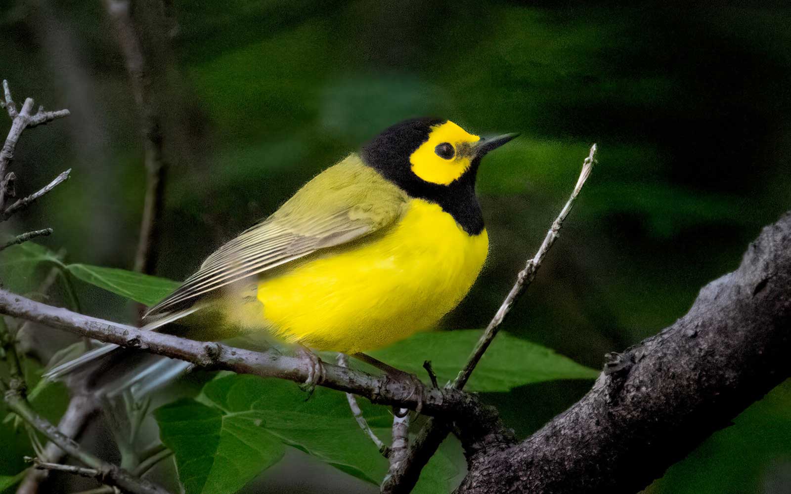 Spring Birdwatching in April: Migration Season Peaks Over Corfu