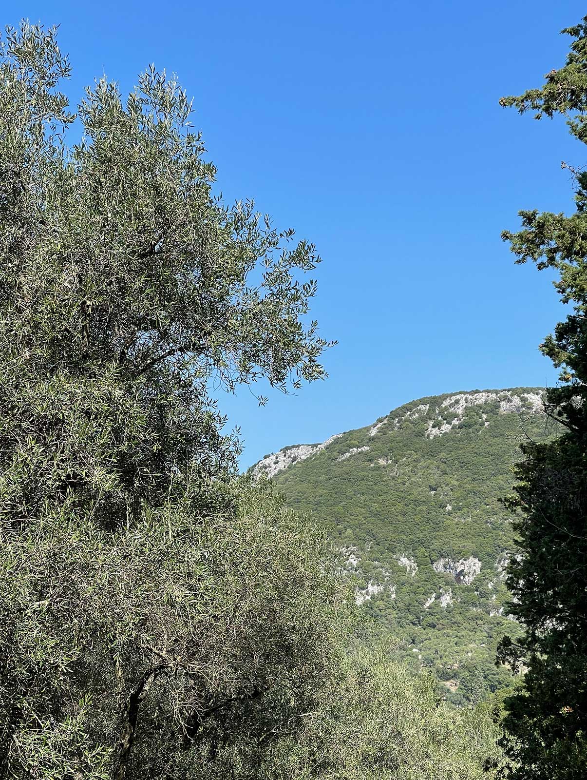 The Olive Harvest Countdown, How August Prepares Corfu’s Ancient Groves