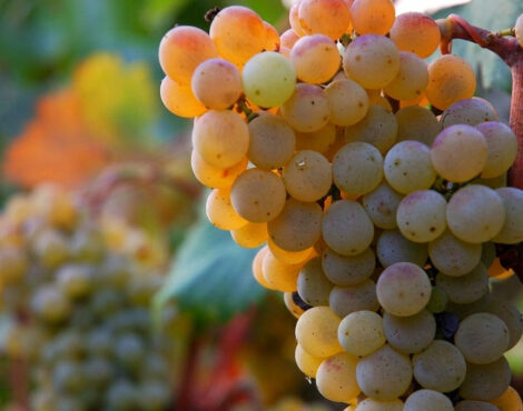 The Grape Harvest in Corfu: Vineyards and Wine in Early Autumn