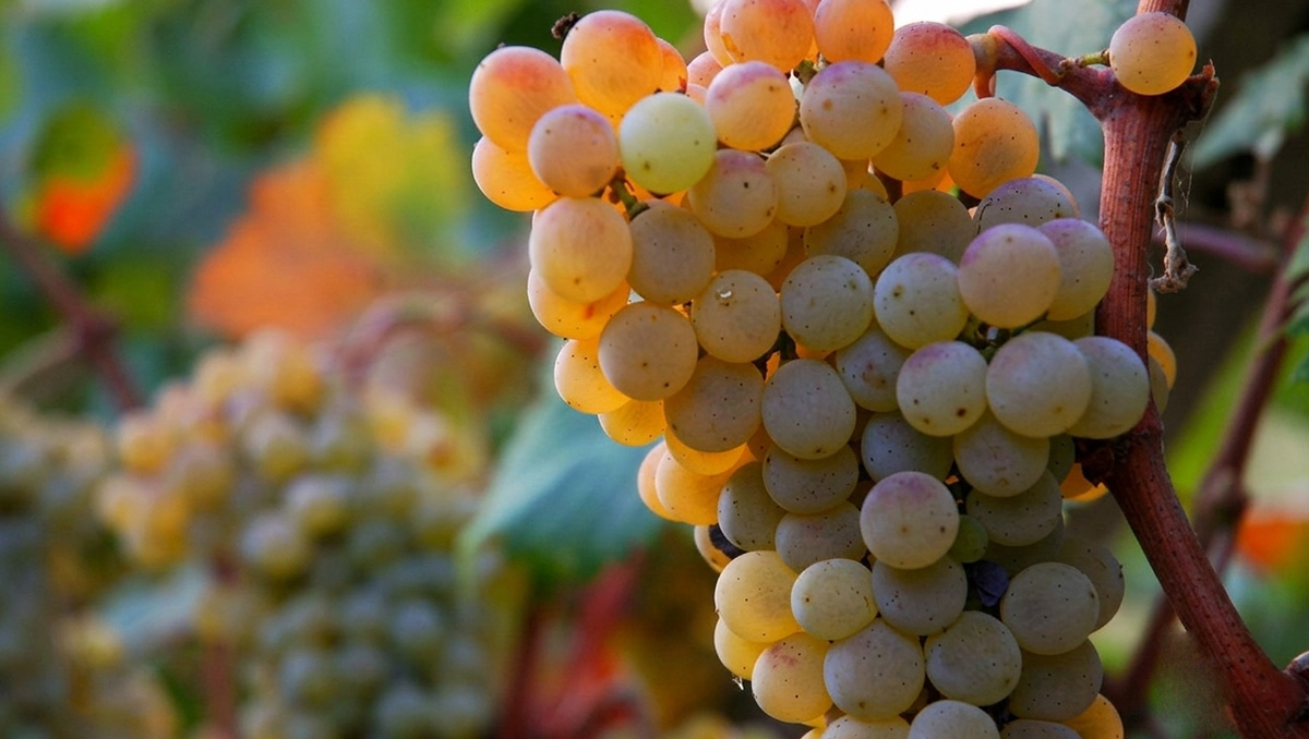 The Grape Harvest in Corfu: Vineyards and Wine in Early Autumn